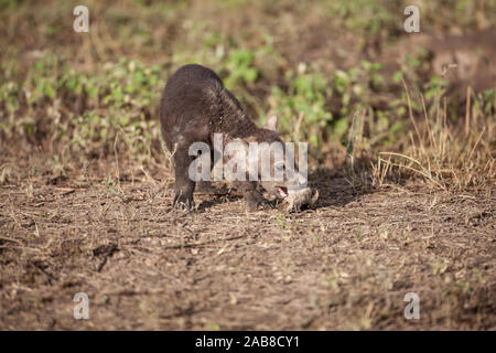 Junge Tüpfelhyäne Crocuta crocuta Cub nagen an einem Stück Knochen in der ndutu Grasland in Tansania, Ostafrika Stockfoto