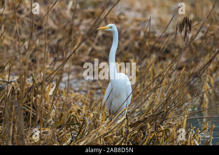 Eine natürliche Silberreiher (Ardea alba) stehen in Schilf im Winter Stockfoto