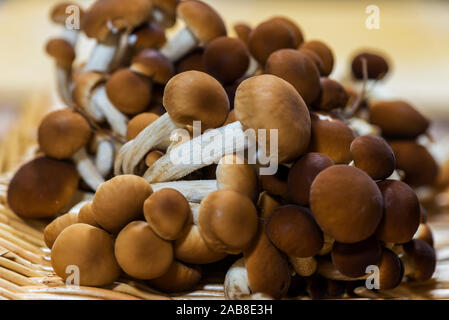 Cyclocybe aegerita Makro verschwommenes Foto Stockfoto