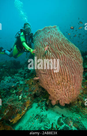 Fass Schwamm (Xestospongia testudinaria), der größten Schwämme der Riffe des westlichen Pazifik, und Taucher. Anilao, Manila, Philippinen Stockfoto