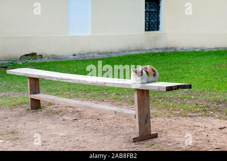 Schöne dreifarbige Katze schläft auf einer Bank an einem sommerlichen Abend Stockfoto