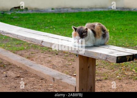 Schöne dreifarbige Katze schläft auf einer Bank an einem sommerlichen Abend Stockfoto