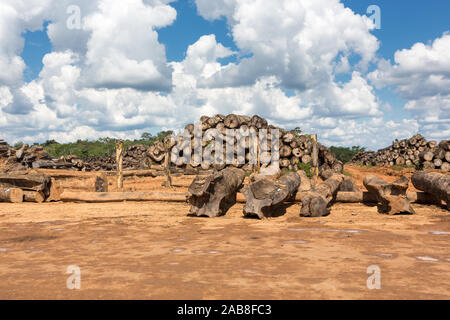 Viele Baumstämme aus illegaler Abholzung des Amazonas-Regenwaldes, Amazonas, Brasilien geschnitten. Illegales Holz für den Export. Konzept des Klimawandels. Stockfoto