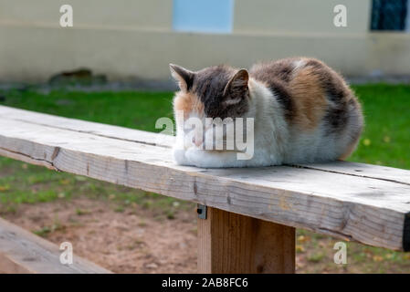 Schöne dreifarbige Katze schläft auf einer Bank an einem sommerlichen Abend Stockfoto