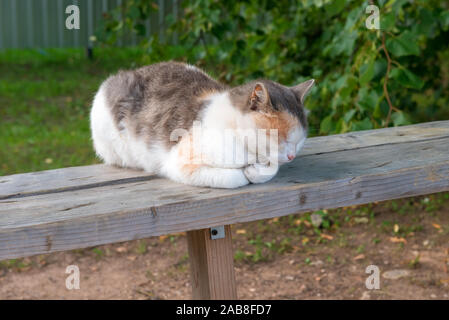 Schöne dreifarbige Katze schläft auf einer Bank an einem sommerlichen Abend Stockfoto