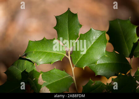 Nahaufnahme von einem Zweig American Holly mit einem springenden Spinne an der Spitze. Crowder Park in Apex, North Carolina. Stockfoto