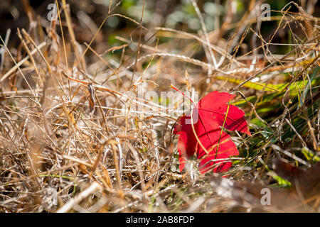 Schöne gefallenen roten Herbst Blatt von einem roten Ahornbaum im Gras an Crowder Park in Apex, North Carolina. Stockfoto