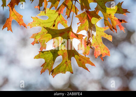 Schönen Herbst Laub von einem scharlachroten Eiche bei Crowder Park in Apex, North Carolina. Stockfoto