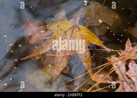 Ein Blatt von einem American sweetgum Baum im Herbst Farben getaucht int die Kante der mühlteich an Yates Mühle County Park, Raleigh, North Carolina. Stockfoto