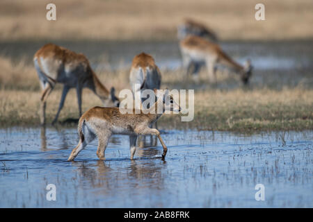 Red Letschwe Herden mit jungen Kalb in Moremi NP (Bodumatau Bereich), Botswana, Afrika Stockfoto