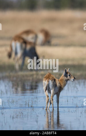 Red Letschwe Herden mit jungen Kalb in Moremi NP (Bodumatau Bereich), Botswana, Afrika Stockfoto