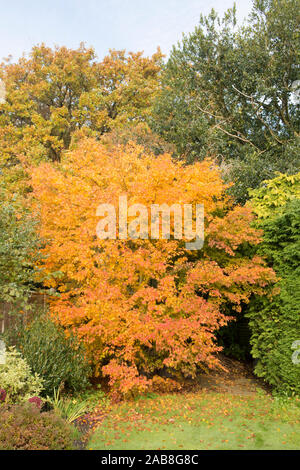 Herbst bunte Blätter von Acer palmatum Japanischer Ahorn Baum, Sussex, UK, November Stockfoto