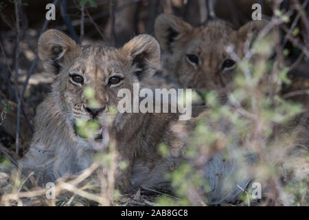 Zwei Löwen (Panthera leo) Jungen im Halbschatten, Savuti, Chobe NP, Botswana ruhen Stockfoto