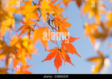 Detail der roten und goldenen Herbst bunte Blätter von Acer palmatum Japanischer Ahorn, blauer Himmel, Sussex, UK, November Stockfoto