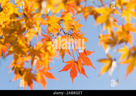 Detail der roten und goldenen Herbst bunte Blätter von Acer palmatum Japanischer Ahorn, blauer Himmel, Sussex, UK, November Stockfoto