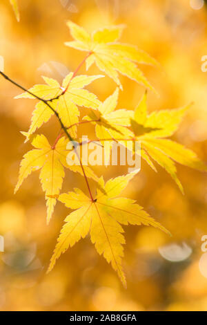Detail der gelben Herbst bunte Blätter von Acer palmatum Japanischer Ahorn, Sussex, UK, November Stockfoto