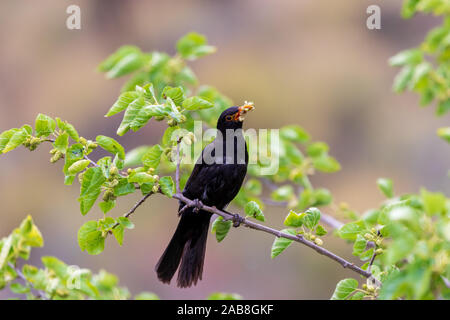 Turdus merula, Schwarzvögel, die Früchte in einem Maulbeerbaum essen Stockfoto