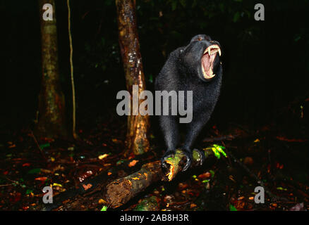 Indonesien. Sulawesi. Tierwelt. Tangkoko National Park. Macaque Affen. Männliche Aggression. Stockfoto