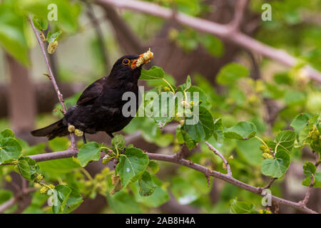 Turdus merula, Schwarzvögel, die Früchte in einem Maulbeerbaum essen Stockfoto