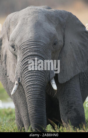 Porträt eines Stiers Elefant im Moremi NP (khwai), Botswana, Afrika Stockfoto