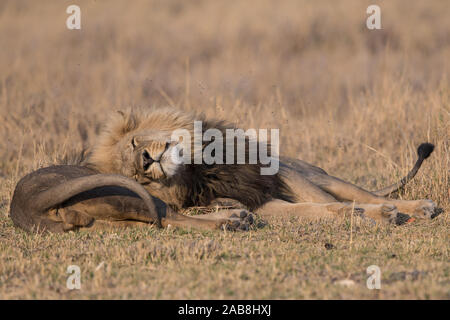 Zwei liebevolle Löwe (Panthera leo) Brüder im Moremi NP (khwai), Botswana Stockfoto