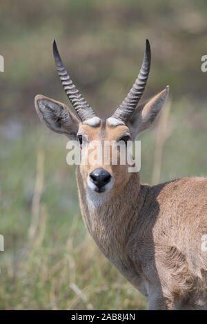 Schöne riedböcke Ram bei vollem Sonnenlicht im Moremi NP (khwai), Botswana Stockfoto