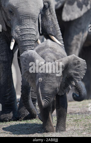 Elefanten Zucht Herde im Moremi NP (Khwai River), Botswana Stockfoto