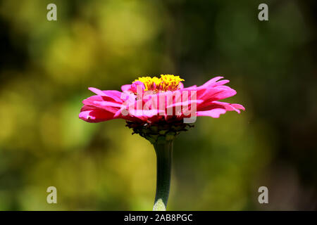Purple Zinnia ist elegant in der Sonne eines Sommertages gebadet. Zine Blume anmutig auf einem isolierten grünen Hintergrund. Stockfoto