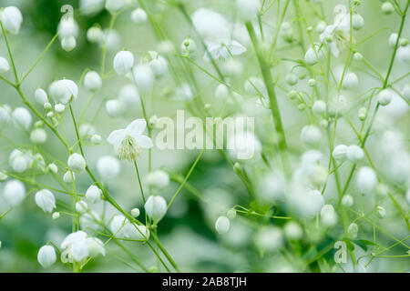 In der Nähe von kleinen weißen Blüten von Thalictrum plendide's White' auch bekannt als Thalictrum plendide's Album", Chinesischen Wiese rue Stockfoto