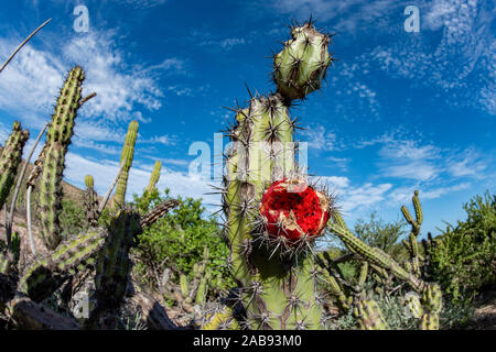 Baja California Sur riesigen Kakteen Wald in der Wüste Stockfoto