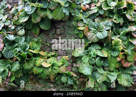 Bild der Wandtextur der Blätter. Grüne Blätter an der Wand. Wand aus naturgrünen Blättern. Bild der Hausdekoration. Stockfoto