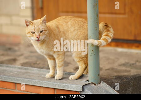 Red cat steht vor der Tür des Hauses. Stockfoto