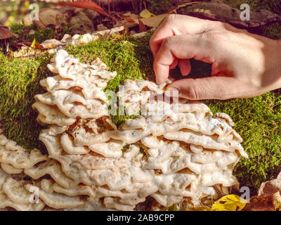 Weibliche hand nimmt Weiße Pilze von Baum. Stumpf mit vielen köstlichen essbaren Pilze im Wald gegen Bäume wurzeln und Laub. Stockfoto