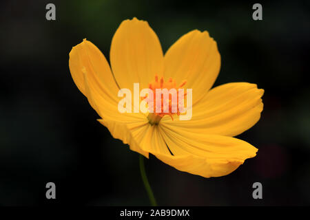 Makrodetails der Kosmosblüte im Sommer. Schöne gelbe Kosmosblüte im Garten. Kosmos bipinnatus, im allgemeinen Gartenkosmos genannt. Stockfoto