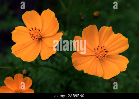 Makrodetails der Kosmosblüte im Sommer. Schöne gelbe Kosmosblüte im Garten. Kosmos bipinnatus, im allgemeinen Gartenkosmos genannt. Stockfoto