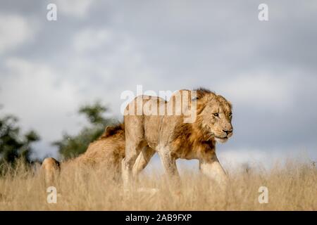 Junge männliche Löwe zu Fuß in den Kruger National Park, Südafrika.