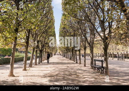 Reihen von Bäumen in den Gärten des Palais Royale, Paris, Frankreich Stockfoto