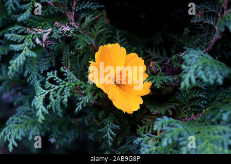 Makrodetails der Kosmosblüte im Sommer. Schöne gelbe Kosmosblüte im Garten. Kosmos bipinnatus, im allgemeinen Gartenkosmos genannt. Stockfoto