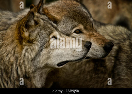 Zwei östlichen Graue Wölfe auf der Suche nach rechts und nach oben. Stockfoto