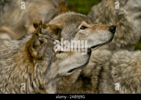 Zwei östlichen Graue Wölfe auf der Suche nach rechts oben. Stockfoto