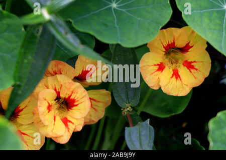 Nasturtiumblüten. Tropaeolum majus garnasturtium, indische Kress oder mönche Kreß ist eine blühende Pflanze in der Familie Tropaeolaceae. Stockfoto