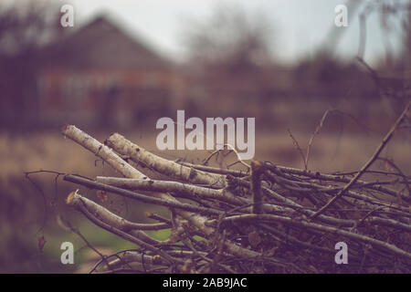 Stapel trocken gesägt Birke Äste im Garten für Feuer oder Heizung. Stockfoto