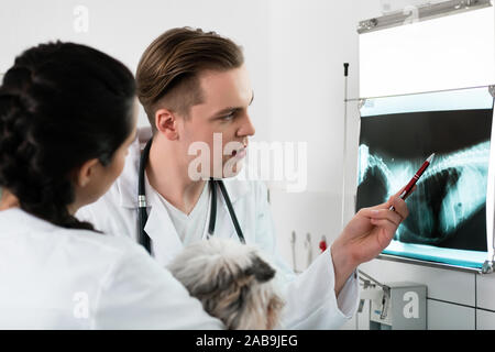 Tierarzt x-Prüfung ray Röntgenbild eines Hundes Stockfoto