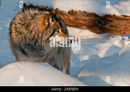 Eastern Grey Wolf auf der Suche nach rechts, während hinter einem Schnee Hügel stehen. Stockfoto