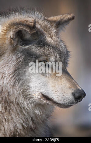 Grauer Wolf Portrait auf der Suche nach rechts Stockfoto