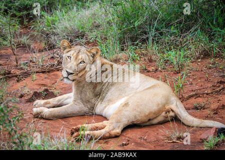 Löwe, Verlegung in den Schmutz in den Kruger National Park, Südafrika.
