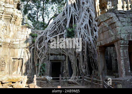 Baumwurzeln über Ta Prohm Tempel Ruinen wächst, Siem Reap, Kambodscha Stockfoto