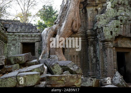 Baumwurzeln über Ta Prohm Tempel Ruinen wächst, Siem Reap, Kambodscha Stockfoto