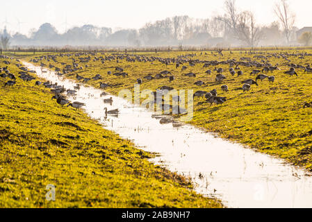 Herde Graugänse Gänse im Norden Deutschlands in der Nähe von Elbe Stockfoto