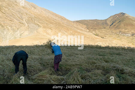 KIBBER, INDIEN - 16. SEPTEMBER 2019: Mann und Frau Team Ernte von Weizen und Gipfeln des Himalaya als Hintergrund unter blauem Himmel. Stockfoto